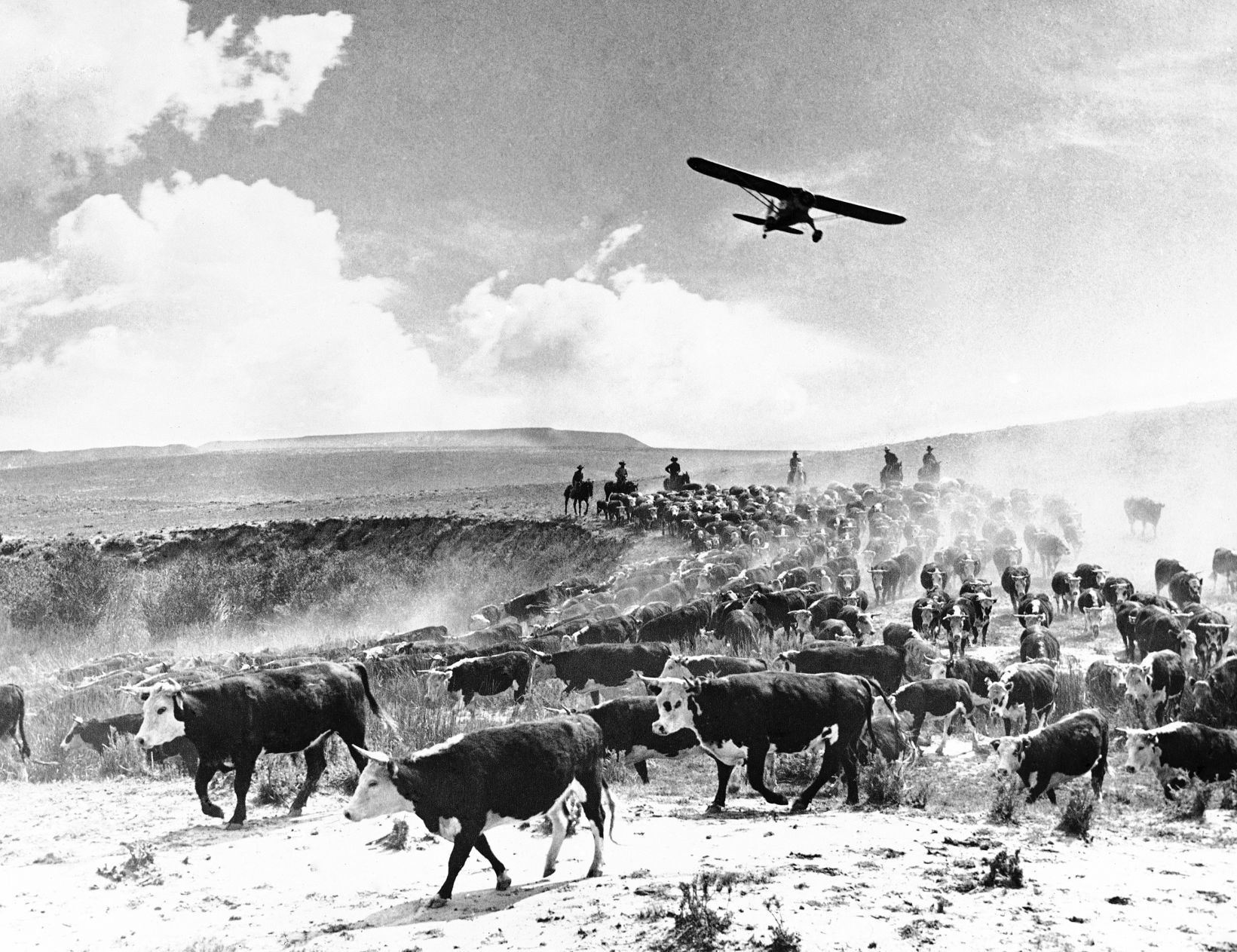 1936: Wyoming Cattle Roundup